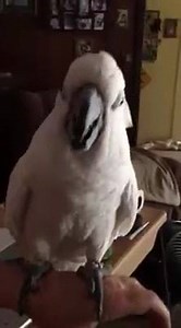 5.7K views · 624 reactions | Buttons Interacting with Grandma Buttons | Buttons the Cockatoo | Facebook