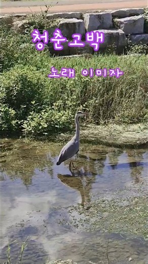 청춘고백 이미자 선생님 음성으로 들어니 감회가 새롭네요 #이미자#트롯트#엿날노래#감성#쇼츠#shorts#트로트