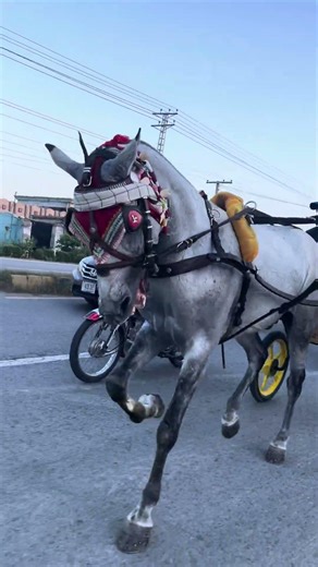 The King of Power and Speed in Pakistan 🏇 #horsechampion #horseriding #horsepower