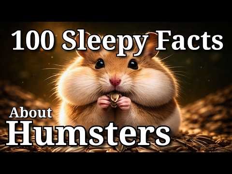 The Quiet Science of Hamsters (A Calm Science Documentary)