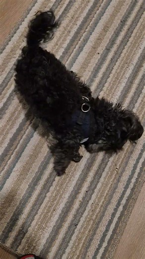 He's ready to go outside 4/13/2026 my 1st time dog sitting 🙏🏾😄