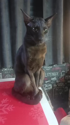 Мой Оззи #😍