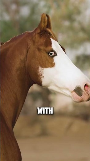 Two Of The Most Exotic Horse Breeds On Earth #horse