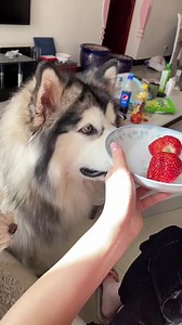 请分享给身边的铲屎官 正道的光#傻狗的日常 #阿拉斯加 #谁家还没个傻狗 @DOU 小助手 #家有萌宠