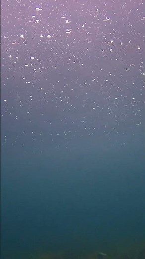 水底から「水面に落ちる雨」を眺めて癒されました♪【なぎさひろい】愛知から日帰り送迎付きで福井県越前町にビーチファンダイビングツアー♪