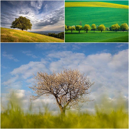 Spring Desktop Wallpaper Set • Spring Nature Wallpaper • Fresh Green Landscape Background • Floral Tree Computer Wallpaper •digital Download - Etsy