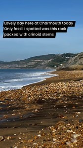 19K views · 314 reactions | Only find from today 195 million years old crinoid stems | Charmouth Fossils | Facebook