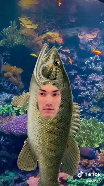 Life Under the Sea: A Comedic Adventure with Fish