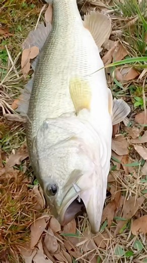Nice Bass Destroyed Falling Craw in Deep Grass #bassfishing #bassbaits