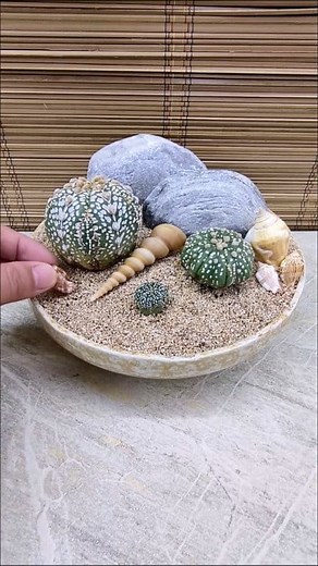 Asteria Cacti Mini Garden Arrangement🐚 #cactus #cactuslover #coffetabledecor #homedecor #ideas | Adela E