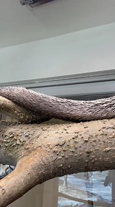 Somebody's sleepy. 🥱 💤 This great video is brought to you by Great American Insurance Group | Cincinnati Zoo & Botanical Garden