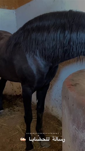 ‎AYMAN KACH | أيمن‎ on Instagram‎: "رسالة للحضّـايَـا 🤙🏻✍🏻 ‎#امثال_شعبية_مغربية #trend #fyp #frison #arabebarbe #foryoupage #foryou #ridingahorse #équitation #equitationwestern #horselovers #viral #colors #photoshopexpress #tbourida #love #horsestagram #horseshows #feelings #التبوريدة_المغربية_اﻷصيلة #الثرات_المغربي_الأصيل🇲🇦🇲🇦 #حصان #الادهم #السربة #فرسان_المغرب #horse #horses #horsesofinstagram #equestrian #horseriding⁩"‎