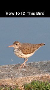 Spotted Sandpiper identification example | LycoBirds