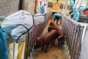 Swine Air Charter | Animal Air Charter | Livestock Charter Specialist