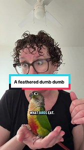 Green Cheek Conure Just Showed Up: Cute Poughkeepsie Pet Reaction