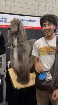 Dog show with the homie #dogs #fypシ #animals