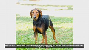 Effective Training Tips for Your Greek Harehound