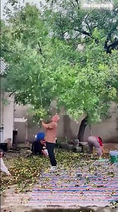 A Shower of Red Dates! The Branch-Shaking Harvesting Method