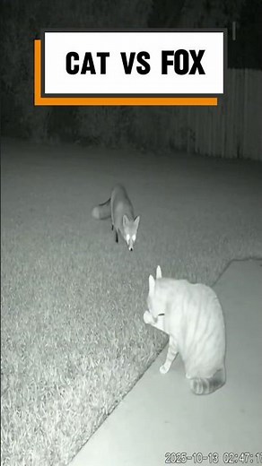 Fox vs Cat Showdown Caught on Camera!