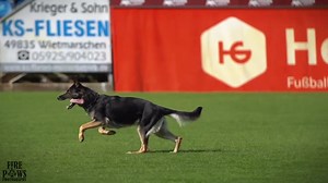 11K views · 265 reactions |  The German Shepherds – Legends of...