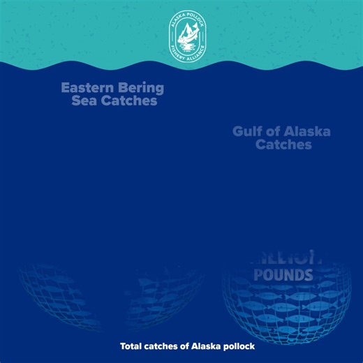 In the Gulf of Alaska pollock fishery, the story is even clearer. Out of 260 million pounds of pollock harvested, a total of 389,000 pounds are prohibited species - about 0.15%. Most of the rest of the non-pollock catch? Cod, which is fully utilized, flatfish and squid, all fully monitored and accounted for in the overall fishery mortality limits | Alaska Pollock Fishery Alliance