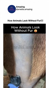 95K views · 250 reactions | How animals look without fur | Amazing | Facebook