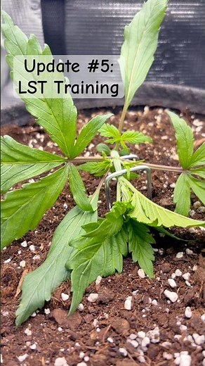 Update #5: LST Training – Die Pflanze explodiert! | Low Stress Training Schritt für Schritt