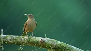 Clay-colored thrush (Turdus grayi) National bird of Costa Rica, Central America - stock video