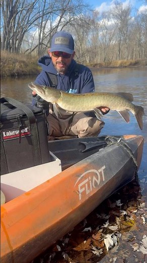 November Muskies! 8 Fish Caught! #november #muskyfishing #muskies #fall #fishing #kayakfishing #fish