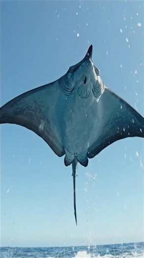 Devil Ray Can Fly Out of Water! 😱🌊 #viralshorts #animalfacts #wildlifefacts #mkzoologist