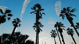 The tops of palm trees against the background of the blue sky. Palm trees on the background of the blue sky.