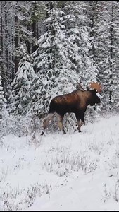 Moose are the largest living member of the deer family. Often considered a symbol of Canada, these all-stars are often found in the wooded areas of Alberta, with bull moose weighing in at over 450 kg (1,000 lbs) and standing 2.3 m (7.5 ft) tall at the shoulder! Please note that this video was taken by a professional photographer. Never leave your vehicle to observe wildlife, never feed wildlife, and always stay at least 30 meters away from large animals. Video via IG Sameer.Design | Travel Alber