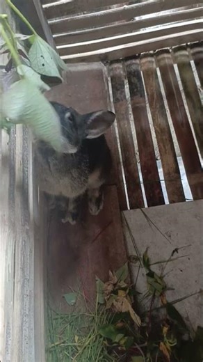 Cute Bunny ASMR 🐰 Soft Eating Sounds | So Relaxing #Shorts