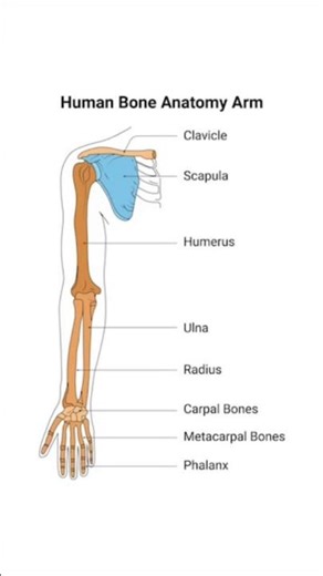 Arm bones ||scapula||humrus bone || Anatomy and physiology...#medical