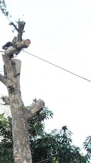 Techniques Woodworking project cutting trees pulled by rope #shortvideo #treecutting