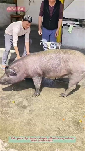 Keeping Pigs Cool in Summer! 🐷💦