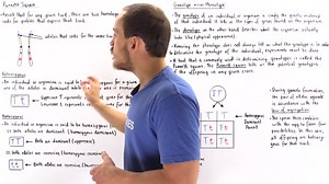 16.Genotypes, Phenotypes and Punnett Square