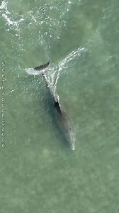 Fast Food! Some fish are just really, really fast. And sometimes it's a lot easier to knock a fish out with a precisely timed swing of the tail instead of trying to chase it. #nature #AmaZing #ocean #fastfood #animals #fish #wildlife #dolphins #naturephotography #kayaking #FLORIDA #wildlifephotography #naturelovers #explore National Geographic | See Through Canoe