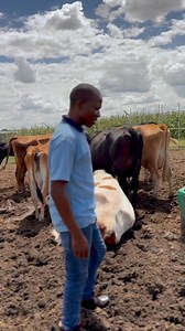 Dairy Farming = Daily Hustle, Daily Cash… Imagine thisone cow, faithfully producing milk every day… and boom 💥 you’re pocketing over $15 per cow, per day… That’s not just milk, that’s money flowing straight from the udder to your wallet. Urban hustlers, rural dreamers and legacy builders this is proof that farming isn’t just survival, it’s a business with daily dividends. Whether you’re chasing generational wealth, feeding the nation or just proving the streets wrong, dairy farming is a cash co