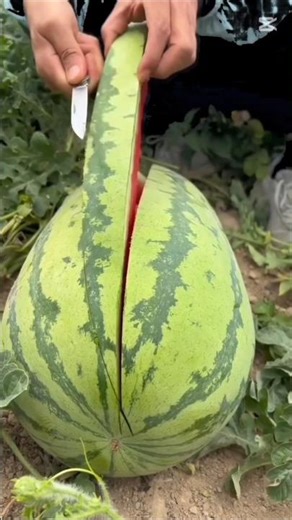 ❤️💙💛#shorts#tiktok#reels👁️👌