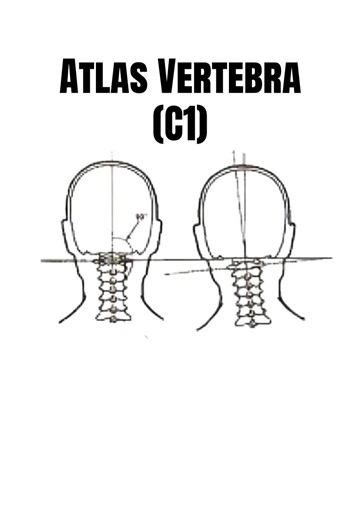 Many people forget about nerve supply when it comes to facial muscles. #mew #bp #zygo #atlas