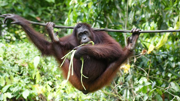 Discover the Hidden Jungle of Borneo: Exploring Indonesia’s Wild Islands and Unique Wildlife