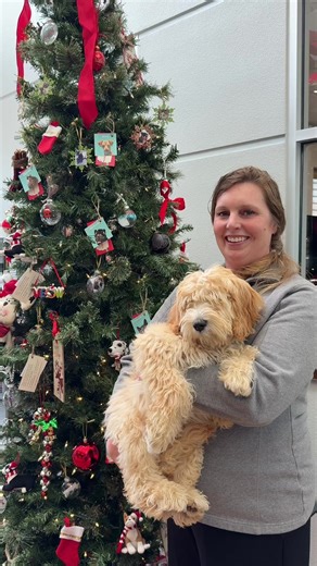 It's the most wonderful time of the year, and our adoptable animals have left their holiday wishes on our gifting tree. Come by our adoption center at 3670 Nevada Street in Pleasanton, California to choose a pet's wish list from the tree! We are open Tuesdays-Saturdays from 10am-4pm. If you'd rather shop online, our wish list links are in the comments below. Thank you for making holiday wishes come true this season. We so appreciate you! | Valley Humane Society