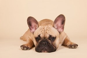 Stages of French Bulldogs’ Growth – What You Need to Know | The Bulldog Blog