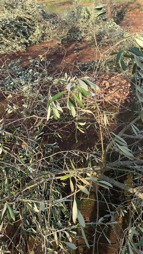 Video di Antonio Distante (@antoniodistante22) con Comu si gira e comu si balla ScaFra Remix - ScaFra