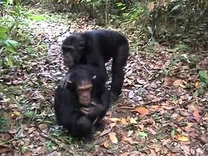 mating chimpanzees in Mahale Tanzania