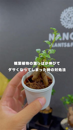 葉っぱがめっちゃ伸びた時の対処法 #観葉植物 #観葉植物インテリア