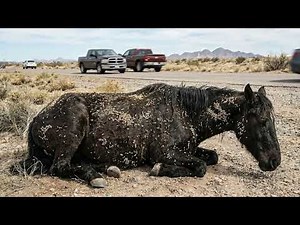 Extreme Parasite Infection on Horse – You Won’t Believe This Rescue