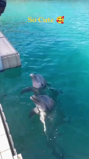 Adorable Dolphin and Fish Interaction Video