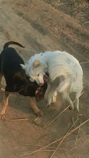 Day=3/30 Shera dog on attack mod 😈☠️ #dog #labrador #pets #funny #germanshepherd #puppy #foxterrier